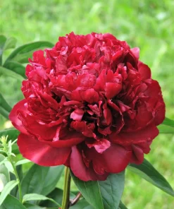 Peony Flower Seeds Mix - 5 Paeonia Lactiflora Seeds, Red Pink White - Image 10