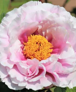 Peony Flower Seeds Mix - 5 Paeonia Lactiflora Seeds, Red Pink White - Image 2