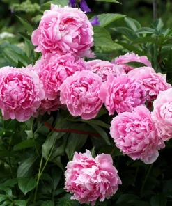 Peony Flower Seeds Mix - 5 Paeonia Lactiflora Seeds, Red Pink White - Image 3