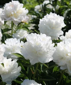 Peony Flower Seeds Mix - 5 Paeonia Lactiflora Seeds, Red Pink White - Image 4
