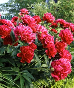 Peony Flower Seeds Mix - 5 Paeonia Lactiflora Seeds, Red Pink White - Image 5