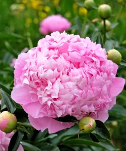 Peony Flower Seeds Mix - 5 Paeonia Lactiflora Seeds, Red Pink White - Image 6