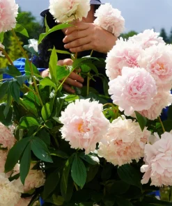Peony Flower Seeds Mix - 5 Paeonia Lactiflora Seeds, Red Pink White - Image 7