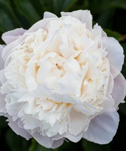 Peony Flower Seeds Mix - 5 Paeonia Lactiflora Seeds, Red Pink White - Image 8