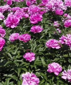 Peony Flower Seeds Mix - 5 Paeonia Lactiflora Seeds, Red Pink White - Image 9