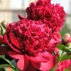 Peony Flower Seeds Mix - 5 Paeonia Lactiflora Seeds, Red Pink White - Image 1