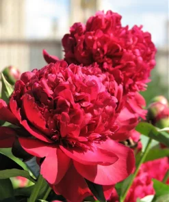 Peony Flower Seeds Mix - 5 Paeonia Lactiflora Seeds, Red Pink White - Image 1