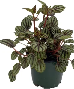 Peperomia Albovittata Peacock Peperomia Live Plant 4" Pot Indoor Houseplant - Image 2