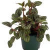 Peperomia Albovittata Peacock Peperomia Live Plant 4" Pot Indoor Houseplant - Image 1