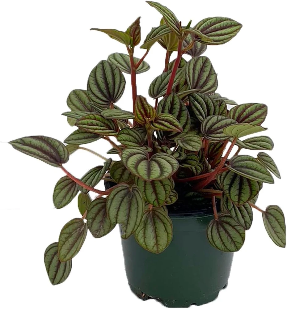 Peperomia Albovittata Peacock Peperomia Live Plant 4" Pot Indoor Houseplant - Image 1