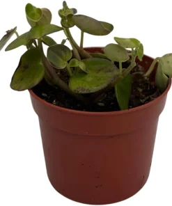 Peperomia Coin Live Plant - Potted Houseplant - Easy Care - 2.5" Pot - Image 2