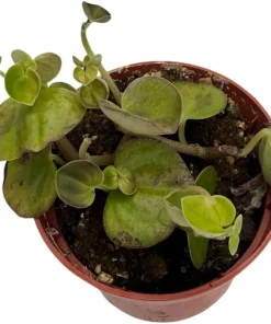 Peperomia Coin Live Plant - Potted Houseplant - Easy Care - 2.5