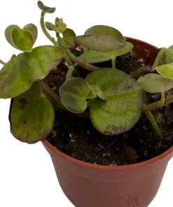 Peperomia Coin Live Plant - Potted Houseplant - Easy Care - 2.5