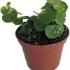 Peperomia Coin Live Plant - Potted Houseplant - Easy Care - 2.5" Pot - Image 1