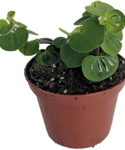 Peperomia Coin Live Plant - Potted Houseplant - Easy Care - 2.5