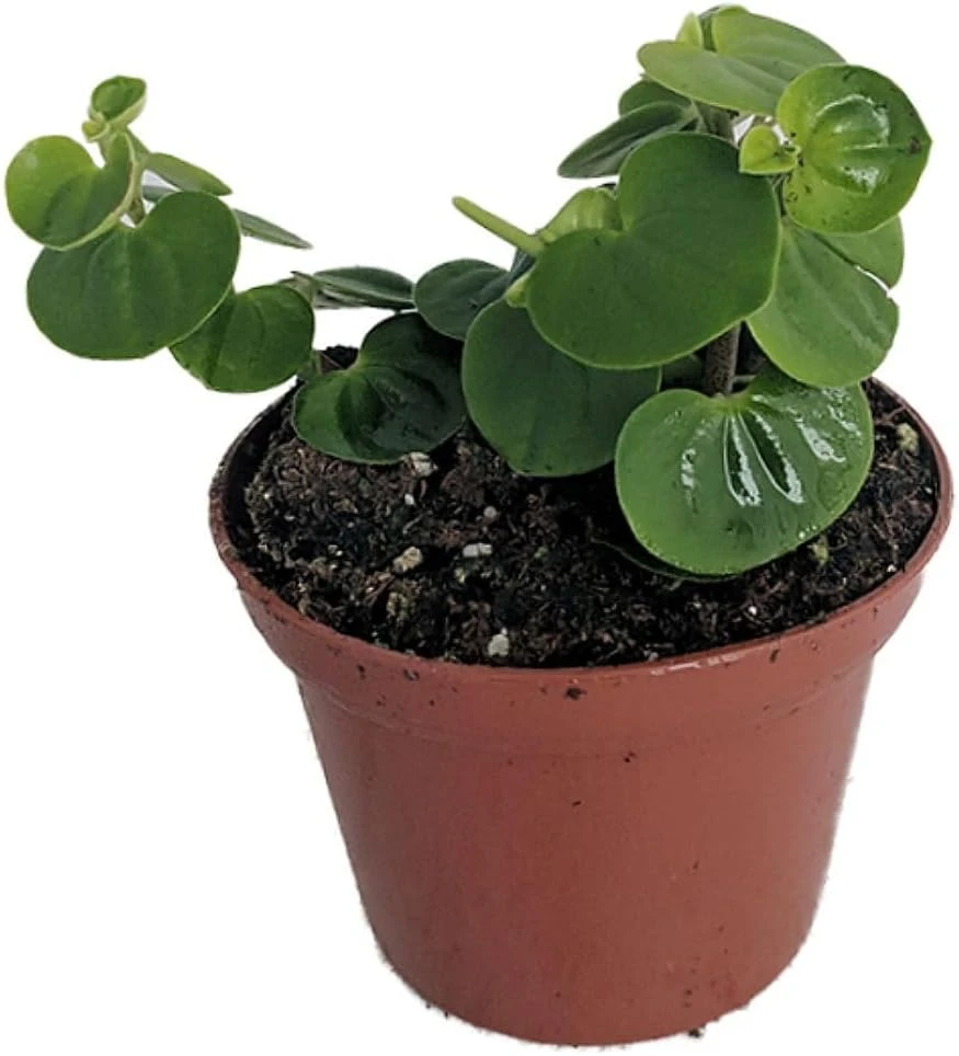 Peperomia Coin Live Plant - Potted Houseplant - Easy Care - 2.5" Pot - Image 1