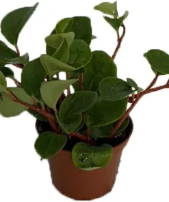 Peperomia Cubensis Live Plant – 2.5 Inch Pot – Indoor Vining Houseplant - Image 2