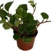 Peperomia Cubensis Live Plant – 2.5 Inch Pot – Indoor Vining Houseplant - Image 1
