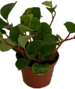 Peperomia Cubensis Live Plant – 2.5 Inch Pot – Indoor Vining Houseplant - Image 1