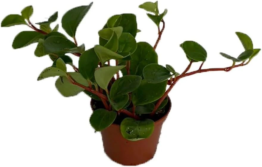 Peperomia Cubensis Live Plant – 2.5 Inch Pot – Indoor Vining Houseplant - Image 1