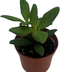 Peperomia Kimnachii Live Plant - Rare Trailing Houseplant - 2.5" Pot - Image 2