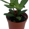 Peperomia Kimnachii Live Plant - Rare Trailing Houseplant - 2.5" Pot - Image 1