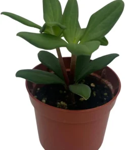 Peperomia Kimnachii Live Plant - Rare Trailing Houseplant - 2.5