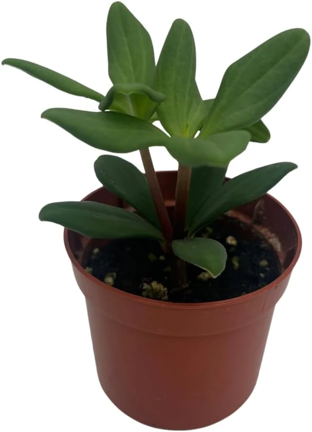 Peperomia Kimnachii Live Plant - Rare Trailing Houseplant - 2.5" Pot - Image 1