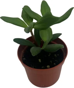 Peperomia Kimnachii Live Plant - Rare Trailing Houseplant - 2.5