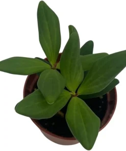 Peperomia Kimnachii Live Plant - Rare Trailing Houseplant - 2.5
