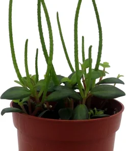 Peperomia La Laja Trace Live Plant - 2.5" Pot - Indoor Foliage - Image 2