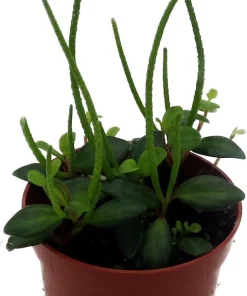 Peperomia La Laja Trace Live Plant - 2.5