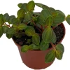 Peperomia La Laja Trace Live Plant - 2.5" Pot - Indoor Foliage - Image 1