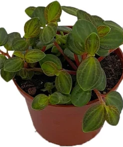 Peperomia La Laja Trace Live Plant - 2.5