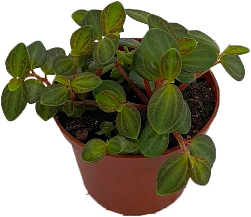 Peperomia La Laja Trace Live Plant - 2.5" Pot - Indoor Foliage - Image 1