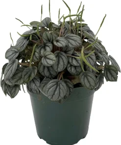 Peperomia 'Little Toscani' Live Plant - 4 inch Pot - Indoor Houseplant - Image 2