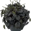 Peperomia 'Little Toscani' Live Plant - 4 inch Pot - Indoor Houseplant - Image 1