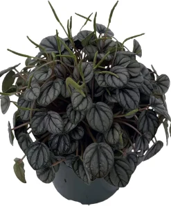 Peperomia 'Little Toscani' Live Plant - 4 inch Pot - Indoor Houseplant - Image 1