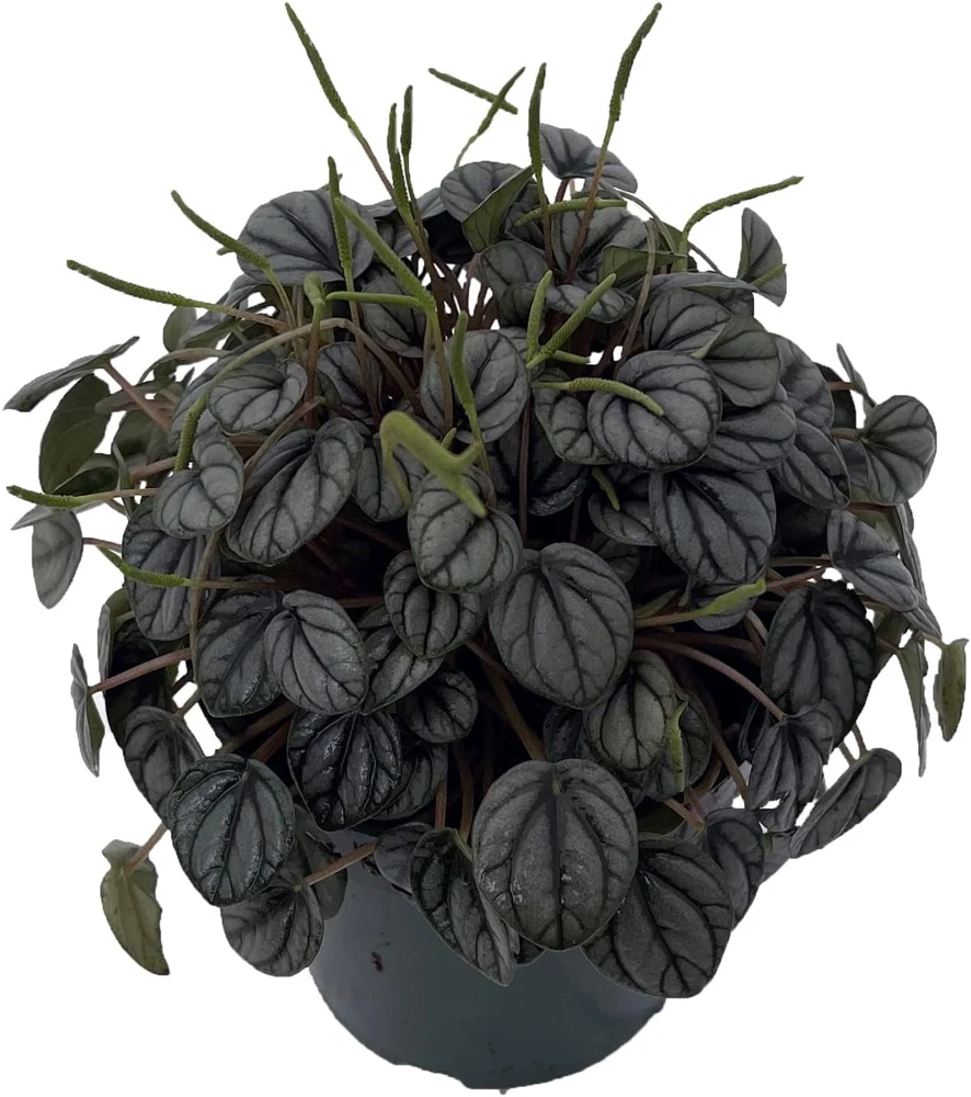 Peperomia 'Little Toscani' Live Plant - 4 inch Pot - Indoor Houseplant - Image 1
