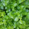 Peperomia Pellucida Seeds - Crab Claw Herb (Rau Cang Cua) - 200+ Count - Vegetable Seeds - Image 1