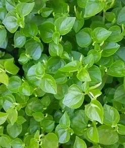Peperomia Pellucida Seeds - Crab Claw Herb (Rau Cang Cua) - 200+ Count - Vegetable Seeds - Image 1