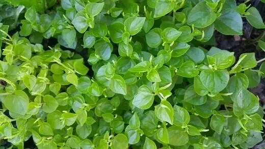 Peperomia Pellucida Seeds - Crab Claw Herb (Rau Cang Cua) - 200+ Count - Vegetable Seeds - Image 1