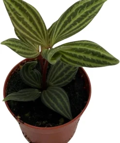 Peperomia Puteolata Live Plant – Radiator Plant – 2.5" Pot – Indoor - Image 2
