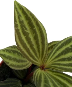 Peperomia Puteolata Live Plant – Radiator Plant – 2.5