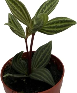 Peperomia Puteolata Live Plant – Radiator Plant – 2.5