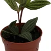 Peperomia Puteolata Live Plant – Radiator Plant – 2.5" Pot – Indoor - Image 1