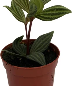 Peperomia Puteolata Live Plant – Radiator Plant – 2.5