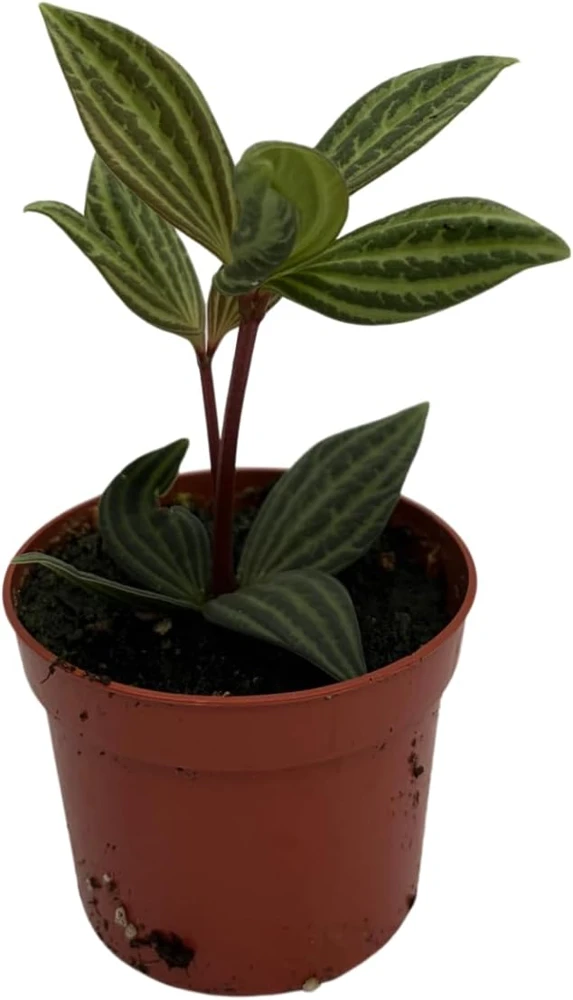 Peperomia Puteolata Live Plant – Radiator Plant – 2.5" Pot – Indoor - Image 1