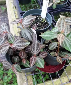 Peperomia Trinervis Live Plant - 2.5 inch Pot - Easy Care Indoor Houseplant - Image 2