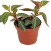 Peperomia Trinervis Live Plant - 2.5 inch Pot - Easy Care Indoor Houseplant - Image 1